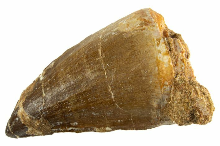 Fossil Mosasaur (Thalassotitan) Tooth - Morocco #332963